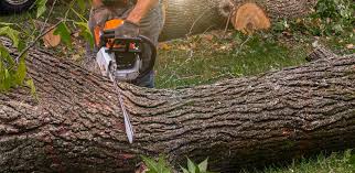 Best Lot and Land Clearing  in Runnemede, NJ