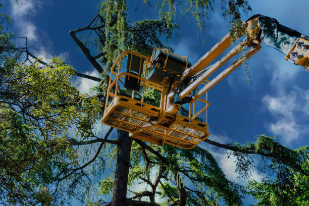Best Emergency Tree Removal  in Runnemede, NJ