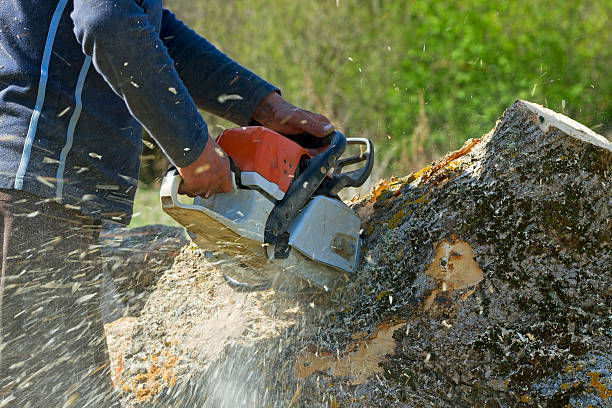 Best Lawn Pest Prevention  in Runnemede, NJ